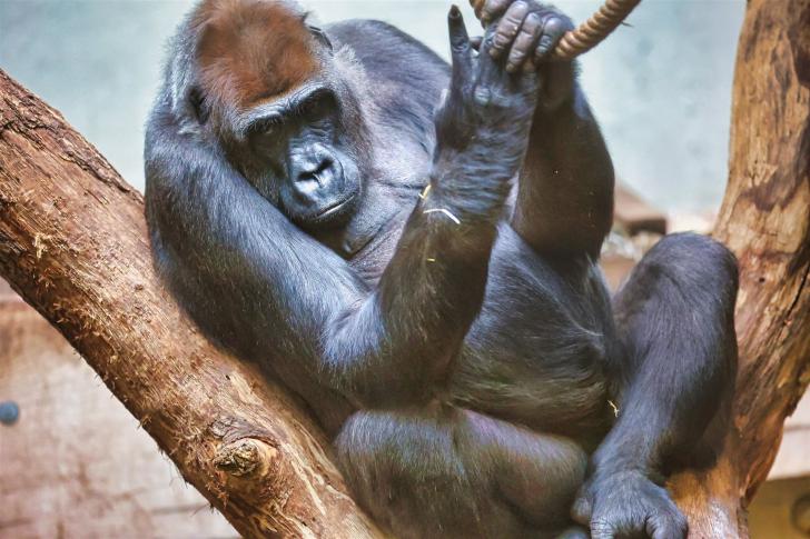 2023-07-20 Grüner Zoo Wuppertal lukas-fotos (265)